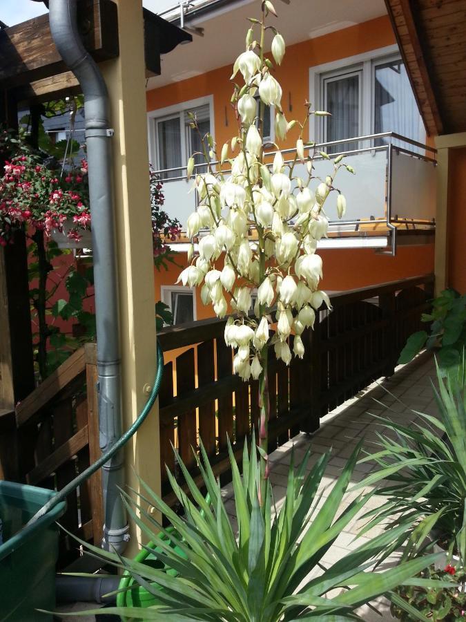 Weinstube Pension Moselblümchen Zeltingen-Rachtig Exterior foto